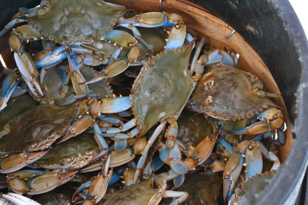 Crabbing 101: Fishing the pots on the Rappahannock - Rivah Visitor's Guide